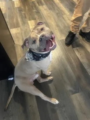 An adult large-sized male Pit Bull Terrier dog named Ace for adoption in South Bend, IN