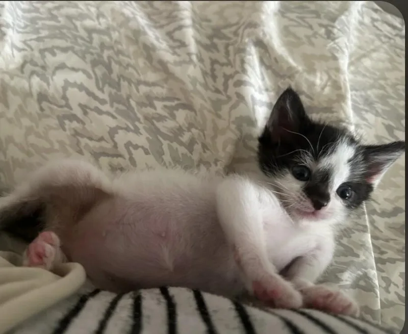 Pua