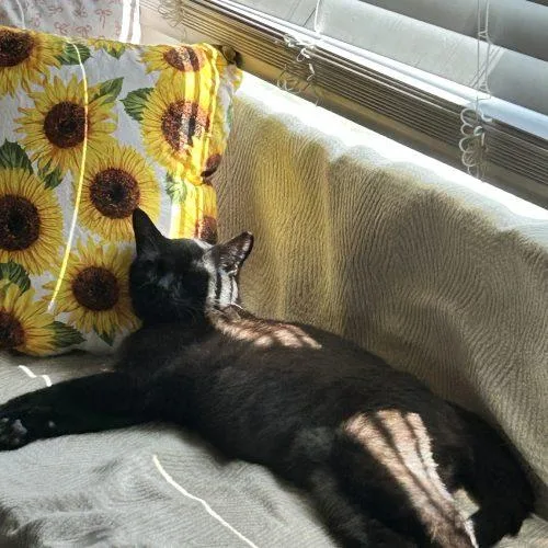 A baby medium-sized male Black Domestic Short Hair cat named Shadow for adoption in Edmond, OK