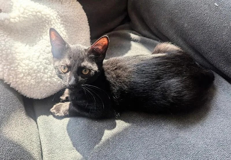 A young medium-sized male Black Domestic Short Hair cat named Nutter Butter for adoption in Adrian, MI