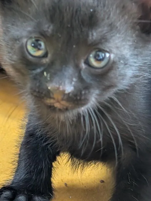 Nutter Butter thumbnail 2
