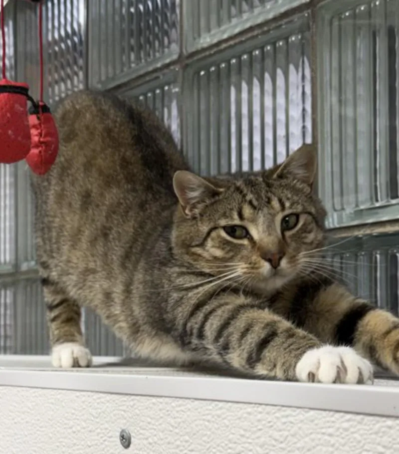 An adult large-sized male Tabby (Brown / Chocolate) Domestic Short Hair cat named Bobby for adoption in Bridgeville, PA