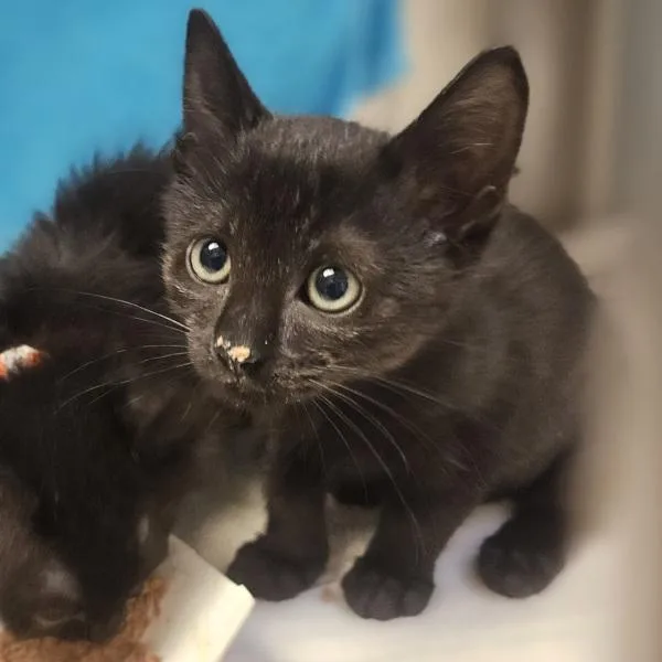 A baby small-sized female Domestic Medium Hair cat named Liza for adoption in Oakland, CA