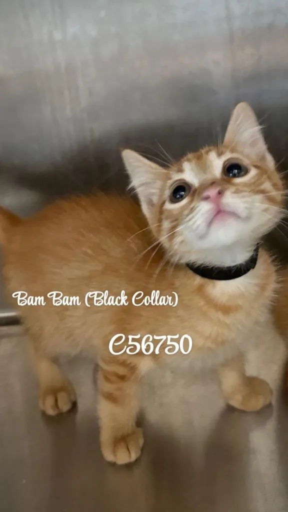 A baby medium-sized male Domestic Short Hair cat named Bambam for adoption in Clarksville, TN