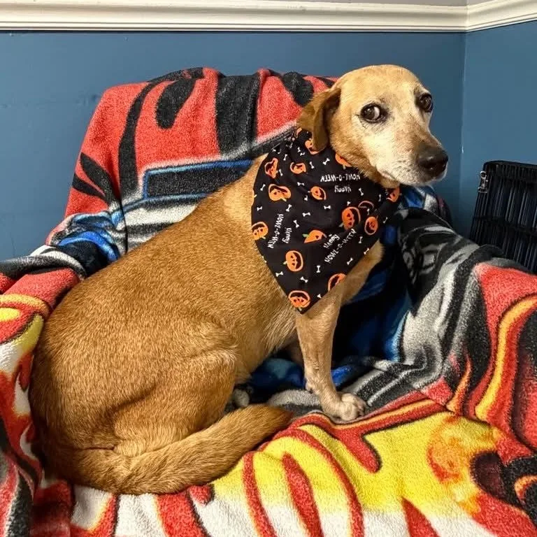 An adult medium-sized female Beagle dog named Blossom for adoption in Sunderland, MD