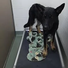 An adult small-sized male Black German Shepherd Dog dog named Blackbeard for adoption in Lyndhurst, VA