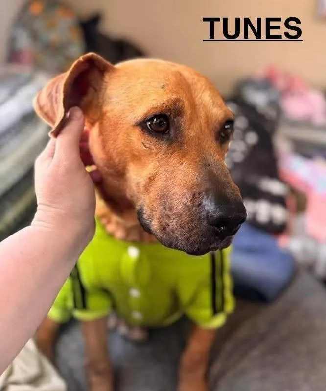 An adult medium-sized male Yellow / Tan / Blond / Fawn Mixed Breed dog named Tunes for adoption in Flint, MI