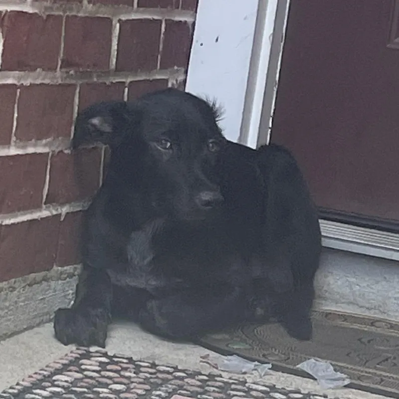 A baby medium-sized male Black Mixed Breed dog named Duke for adoption in Dickinson, TX