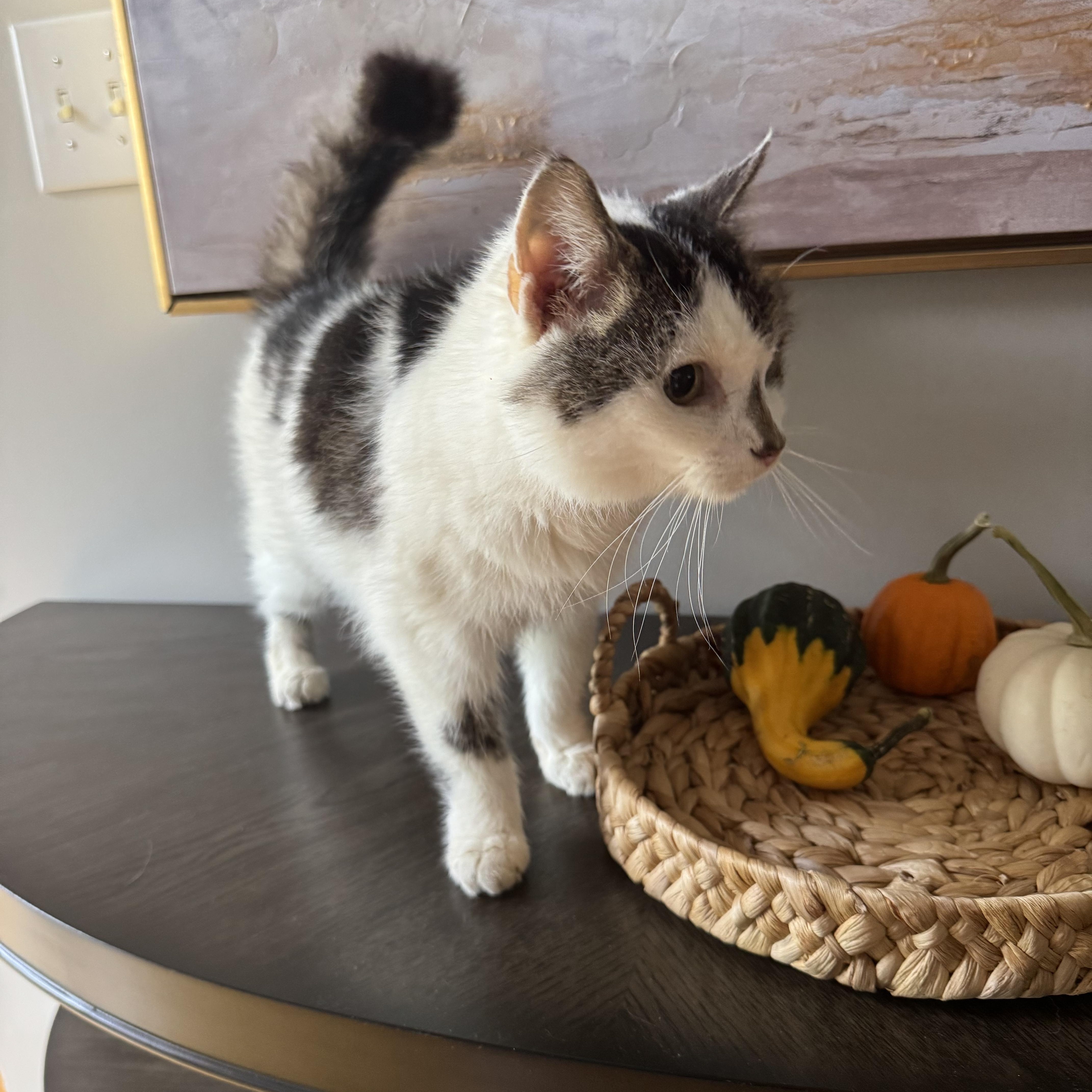 A senior medium-sized female Domestic Medium Hair cat named Jesse for adoption in Greensboro, NC