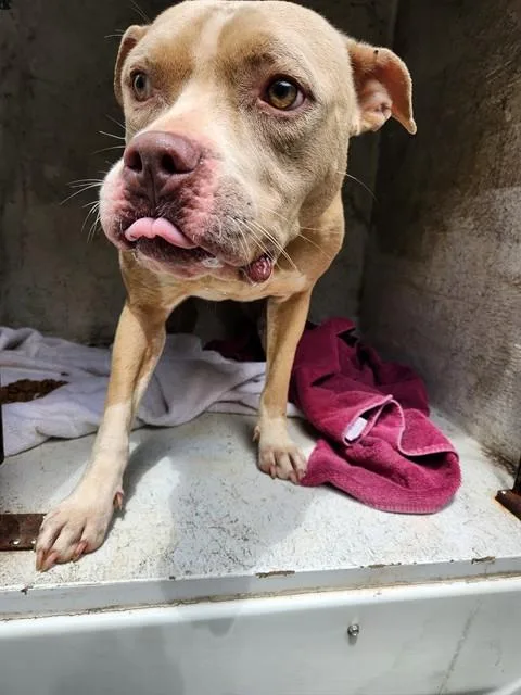 A young medium-sized female Pit Bull Terrier dog named Birdie for adoption in Huntsville, AL