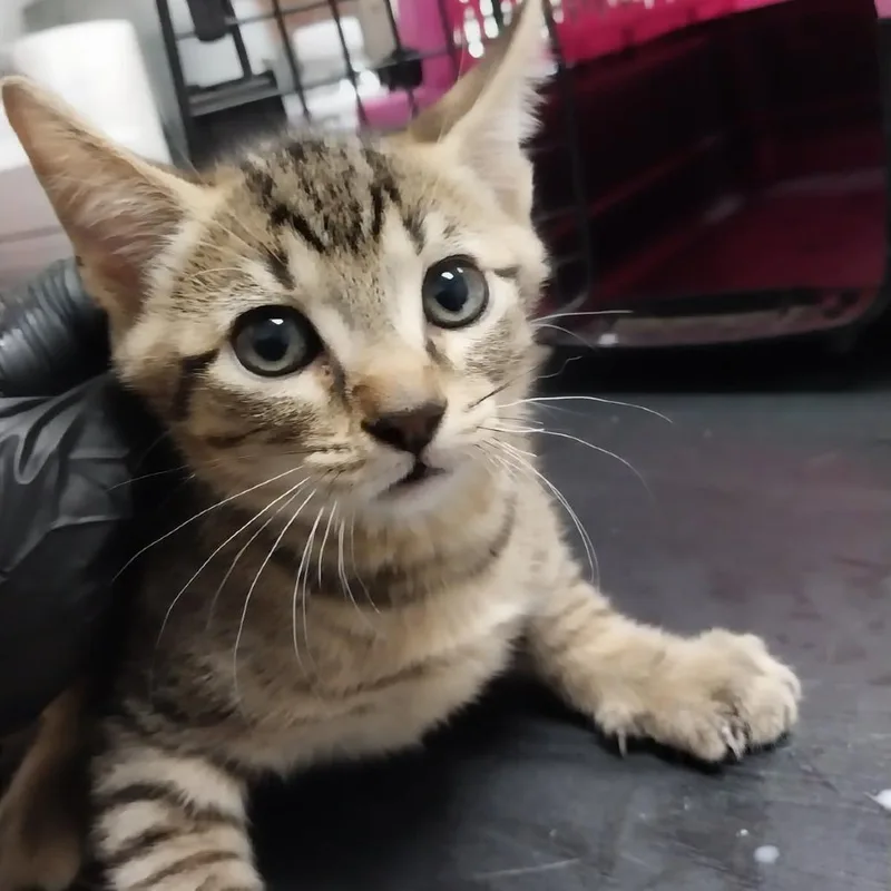 A baby small-sized male Domestic Short Hair cat named Woody for adoption in Lufkin, TX