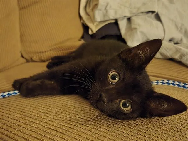 A baby small-sized male Domestic Short Hair cat named Pepito for adoption in Palo Alto, CA