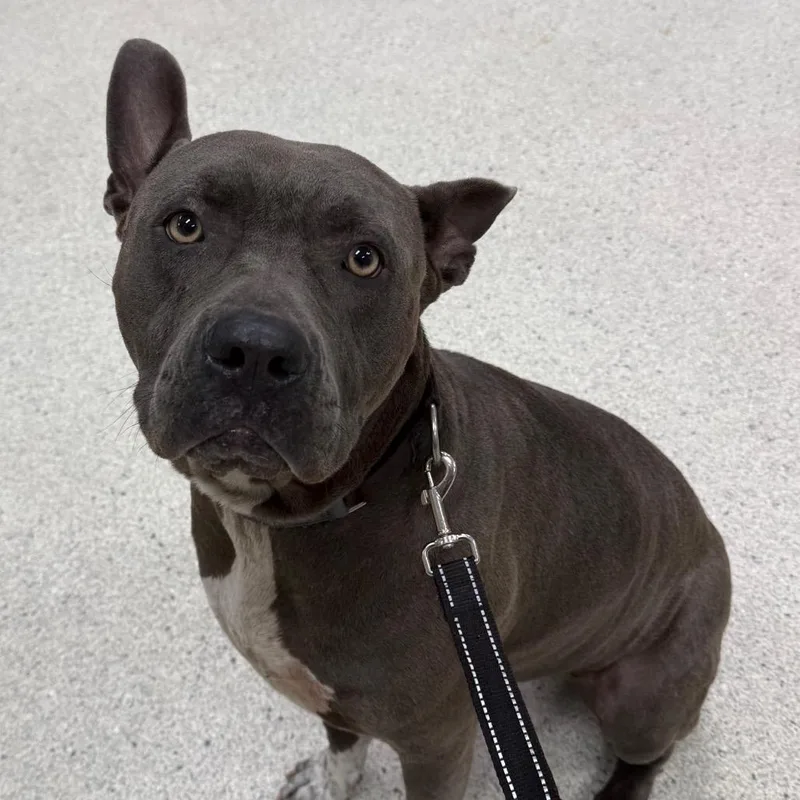 An adult large-sized male Gray / Blue / Silver Mixed Breed dog named Maximus for adoption in Jacksonville, FL
