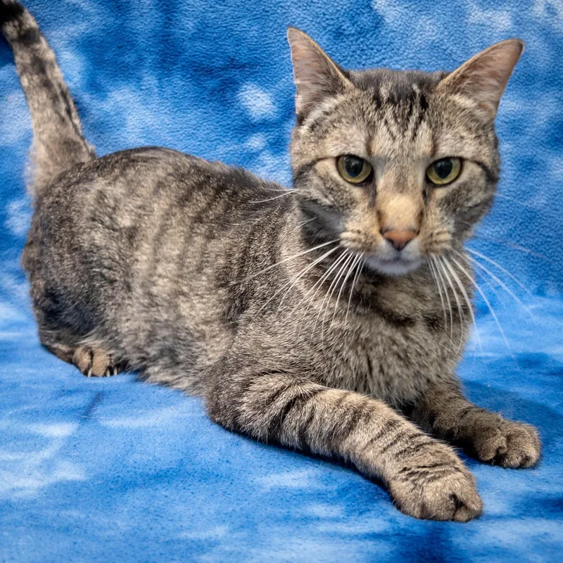 An adult medium-sized male Tabby (Brown / Chocolate) Domestic Short Hair cat named Axel for adoption in Overland Park, KS