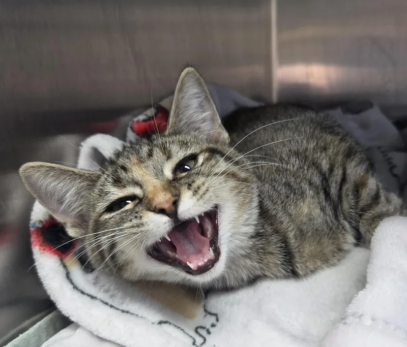 A young small-sized female Tabby (Brown / Chocolate) Domestic Short Hair cat named Caterpillar for adoption in Brookings, SD