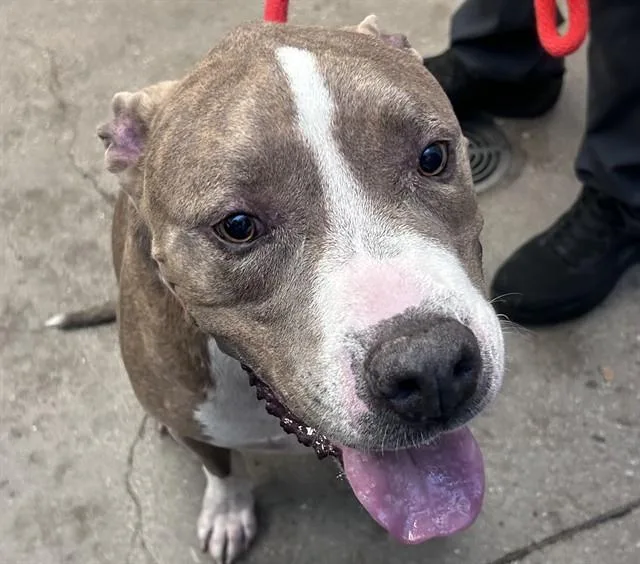 An adult large-sized male Pit Bull Terrier dog named Roscoe for adoption in Tucson, AZ
