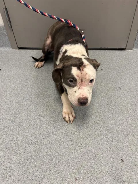 A young medium-sized male Pit Bull Terrier dog named Swan for adoption in Indianapolis, IN