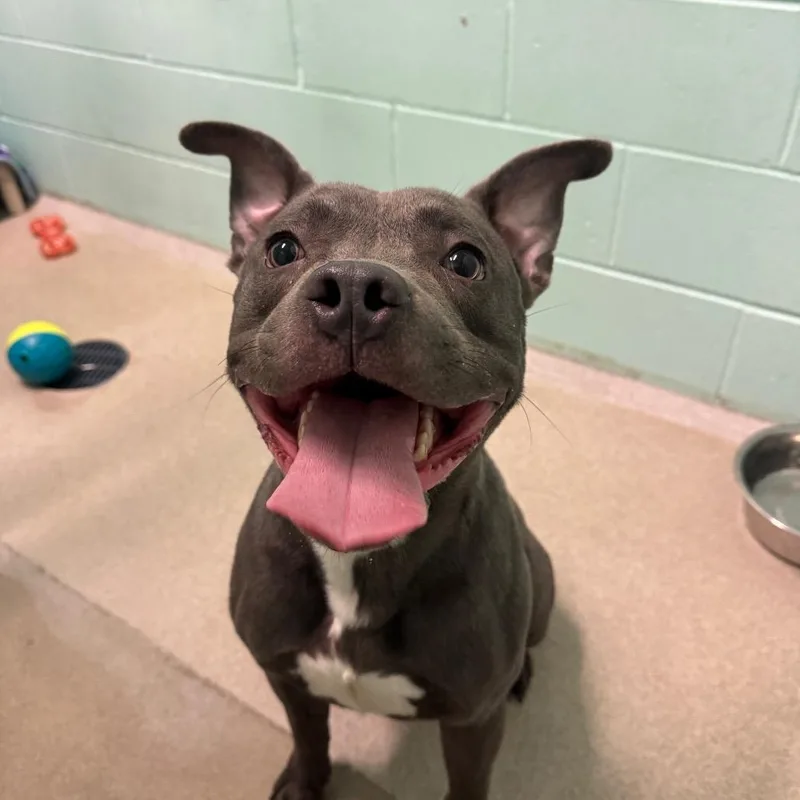 An adult medium-sized male Gray / Blue / Silver Mixed Breed dog named Emmett for adoption in Waukesha, WI