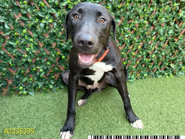 A young medium-sized male Mixed Breed dog named Flapjack for adoption in West Palm Beach, FL