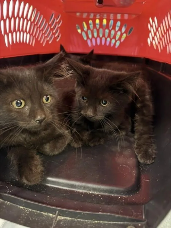 A baby small-sized female Domestic Short Hair cat named Oak for adoption in Virginia Beach, VA