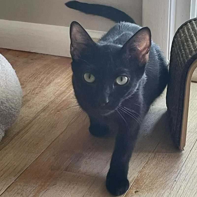 An adult small-sized female Domestic Short Hair cat named Twyla for adoption in Bel Air, MD