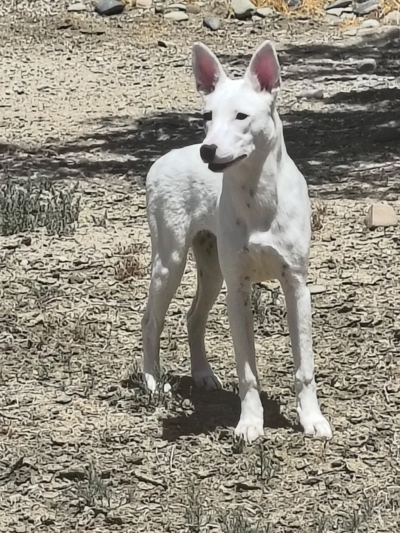 A baby small-sized female Yellow / Tan / Blond / Fawn Bull Terrier dog named Cassie for adoption in Grand Junction, CO