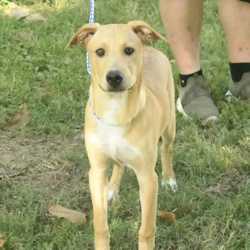 A young medium-sized male Yellow / Tan / Blond / Fawn Shepherd dog named Wayne for adoption in Natchez, MS