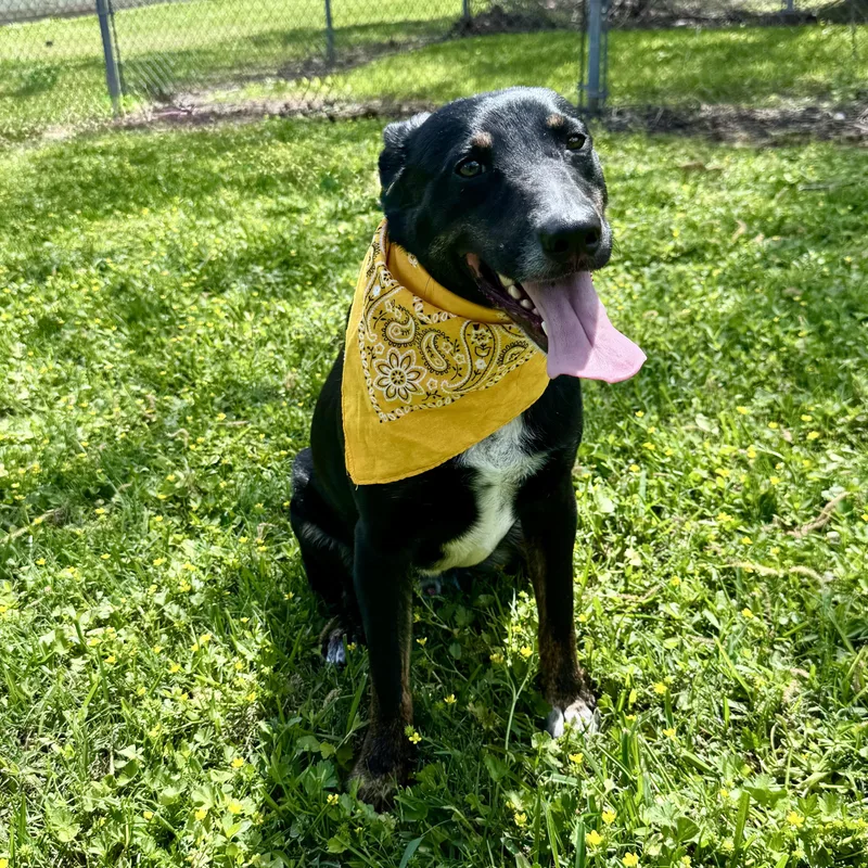 An adult medium-sized male Tricolor (Brown, Black, & White) Australian Cattle Dog / Blue Heeler dog named Goose for adoption in Houston, TX