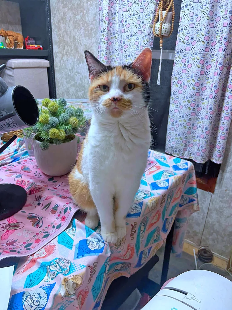 An adult medium-sized female Calico Domestic Short Hair cat named Anais for adoption in Morgantown, WV
