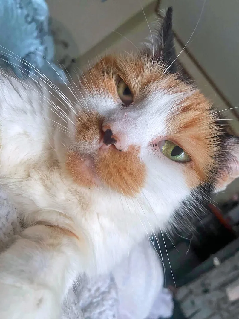 Anais thumbnail 3