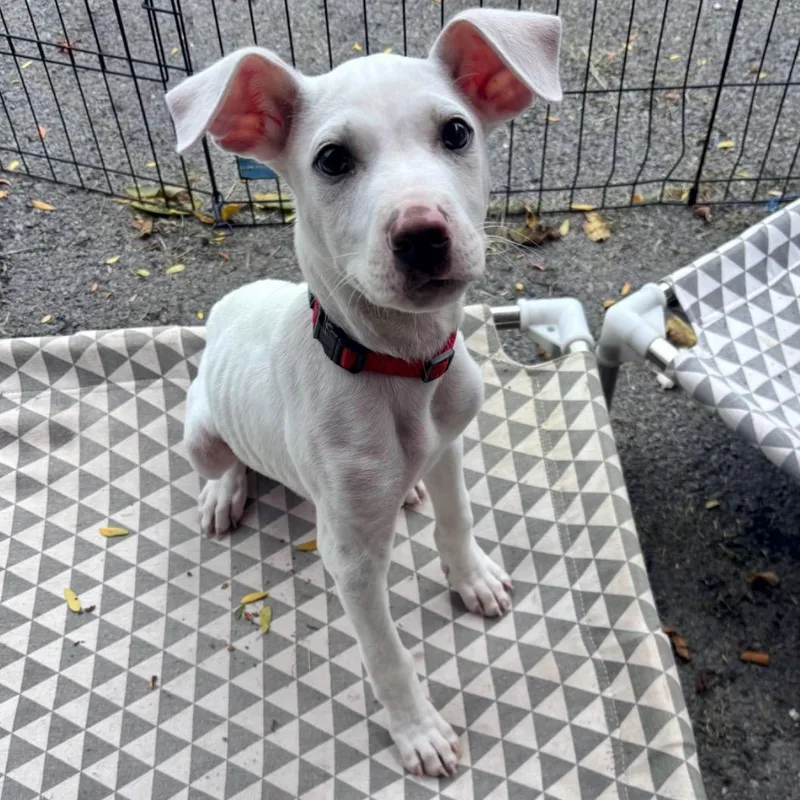 A baby medium-sized male American Staffordshire Terrier dog named Dr. Alex Karev for adoption in Houston, TX