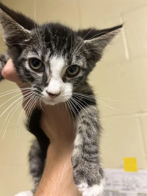 A baby small-sized male Domestic Short Hair cat named Dandelion for adoption in Sacramento, CA