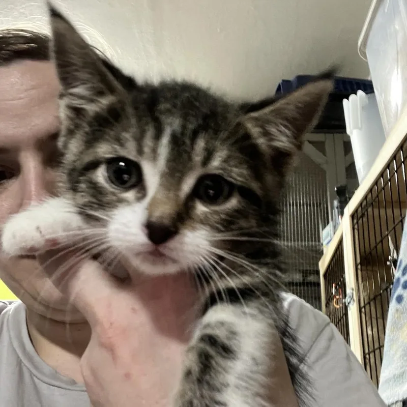 A baby small-sized female Brown / Chocolate Domestic Short Hair cat named April for adoption in Sioux Falls, SD