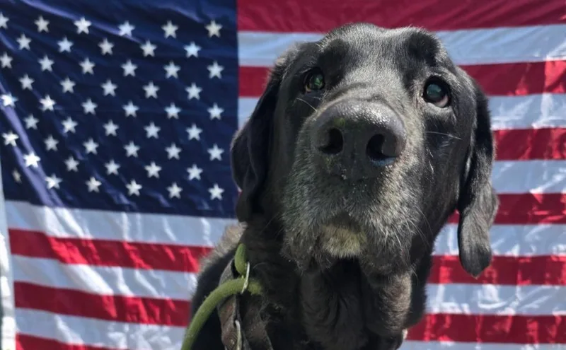 A senior large-sized male Black Labrador Retriever dog named Charlie for adoption in Sprakers, NY