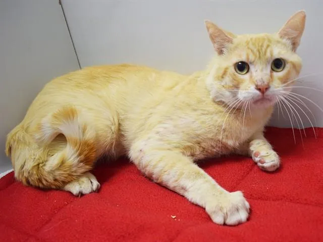 A young medium-sized male Domestic Short Hair cat named Spike for adoption in Sacramento, CA