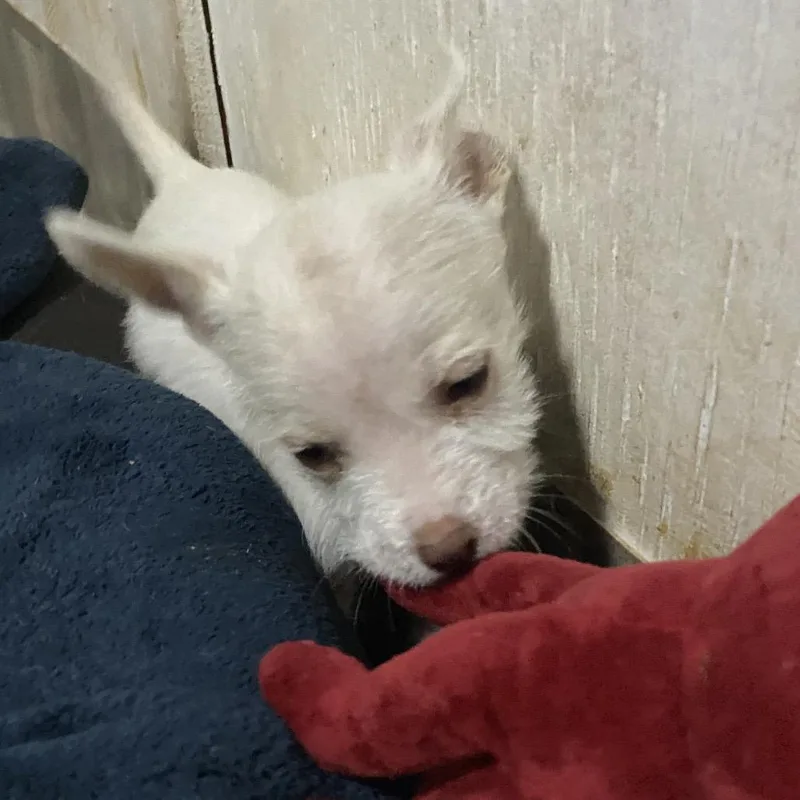 Sweet Pea thumbnail 2