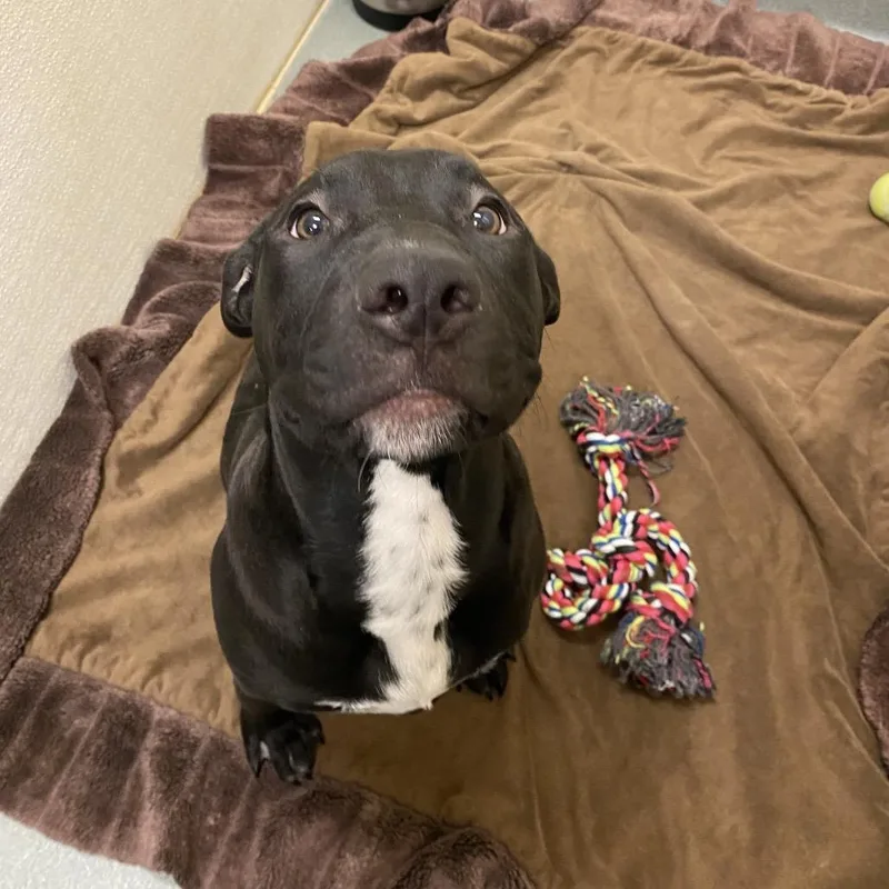 A young medium-sized male Black Pit Bull Terrier dog named Wagsstray for adoption in Westminster, CA