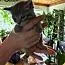 A baby medium-sized male Gray / Blue / Silver Domestic Short Hair cat named Billy Boss for adoption in Tehachapi, CA