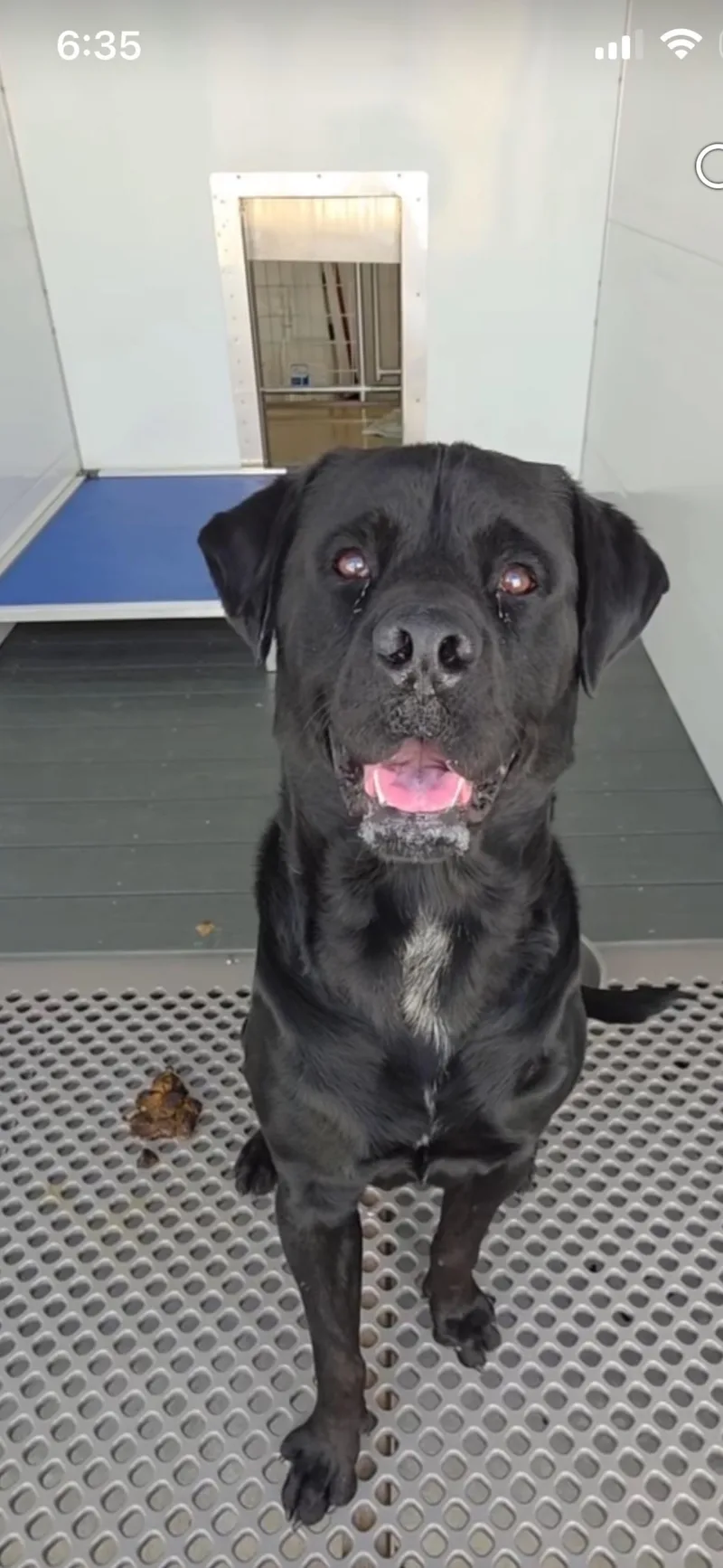 An adult large-sized male Labrador Retriever dog named Chavo for adoption in San Diego, CA