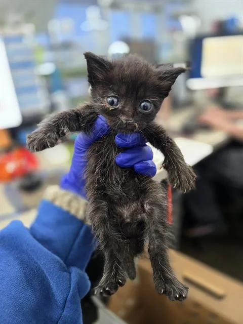 A baby medium-sized male Domestic Medium Hair cat named Kennedy for adoption in Dallas, TX