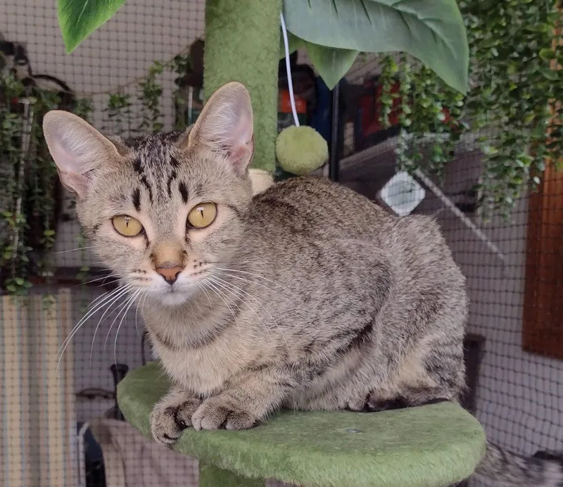 An adult medium-sized female Domestic Short Hair cat named Angel for adoption in Greenville, IL