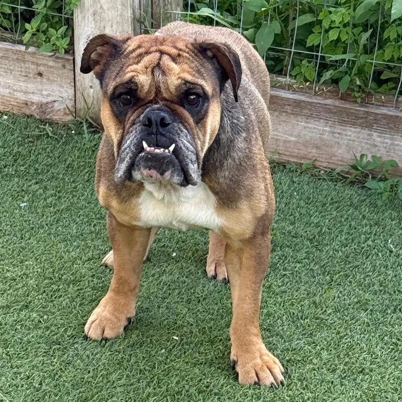 A senior medium-sized female Yellow / Tan / Blond / Fawn English Bulldog dog named Snickers for adoption in LOXAHATCHEE, FL