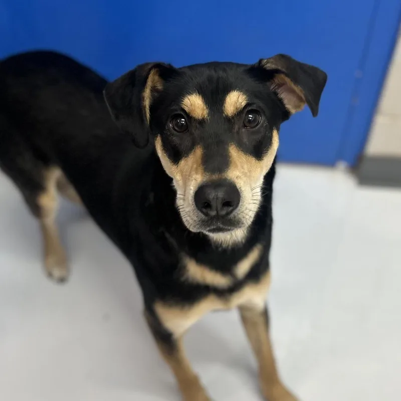 A young medium-sized male Black Labrador Retriever dog named Stetson for adoption in Huntsville, AL