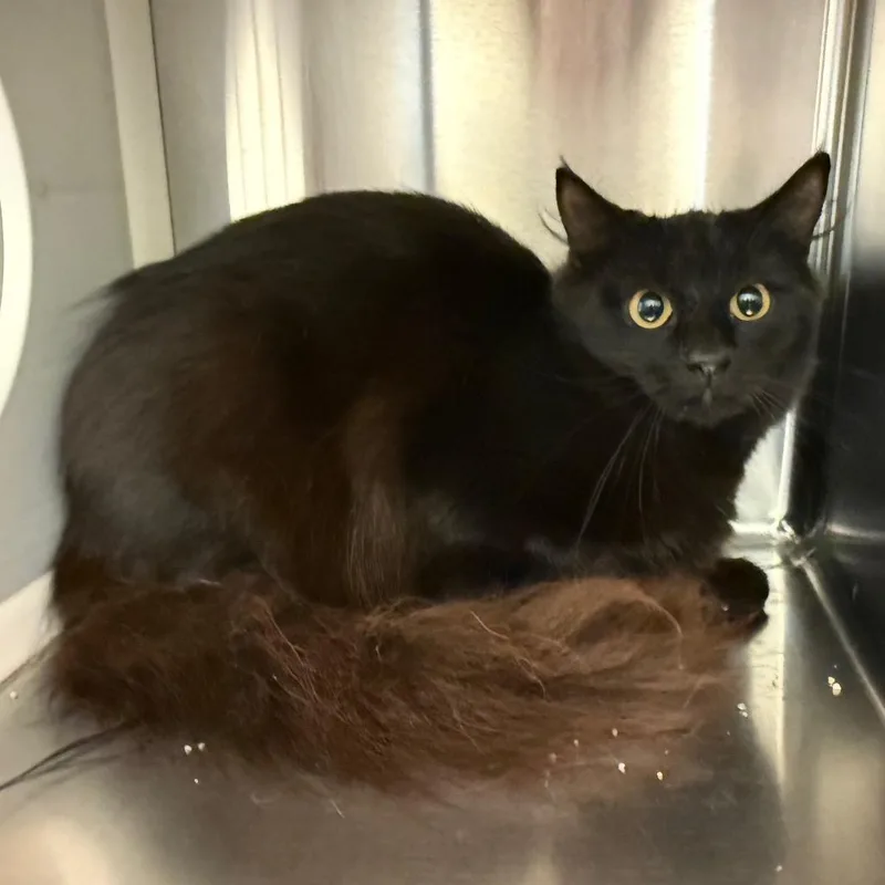 An adult medium-sized female Black Domestic Short Hair cat named Claire for adoption in Norman, OK