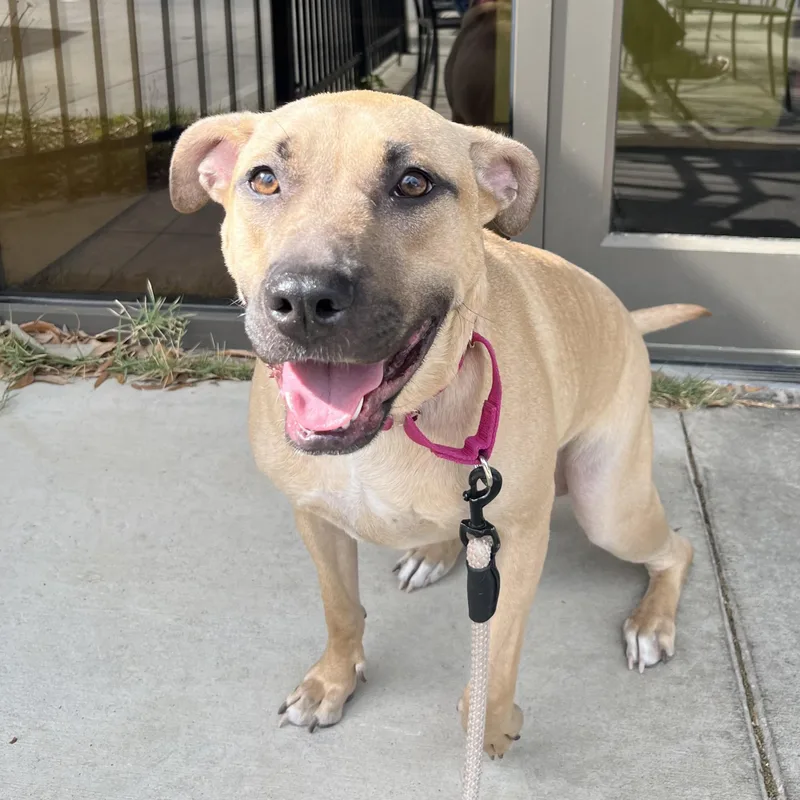 A young medium-sized female Yellow / Tan / Blond / Fawn Pit Bull Terrier dog named Naomi Wildman for adoption in Columbia, SC