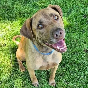 An adult large-sized female Brown / Chocolate Labrador Retriever dog named Sadie for adoption in Tinley Park, IL