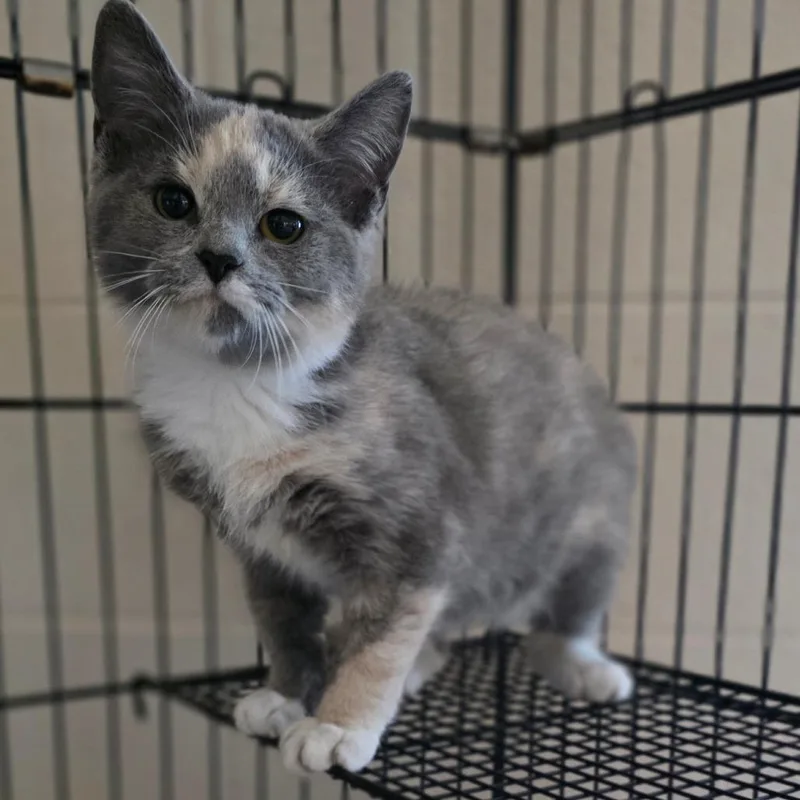 A baby small-sized female Tortoiseshell Domestic Short Hair cat named Sweet Paw for adoption in Chatham, VA