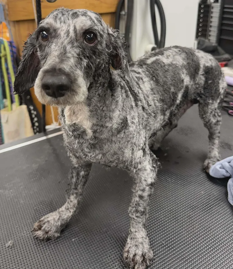 Theodore thumbnail 2