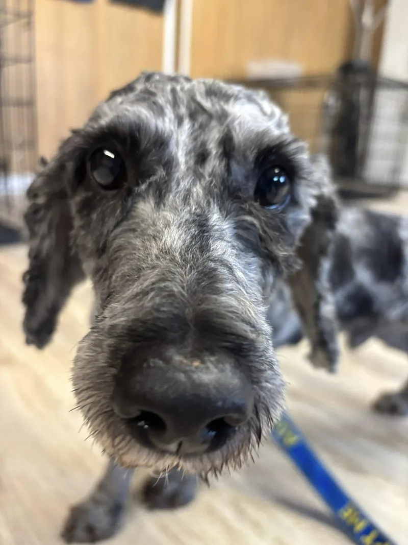 Theodore thumbnail 3