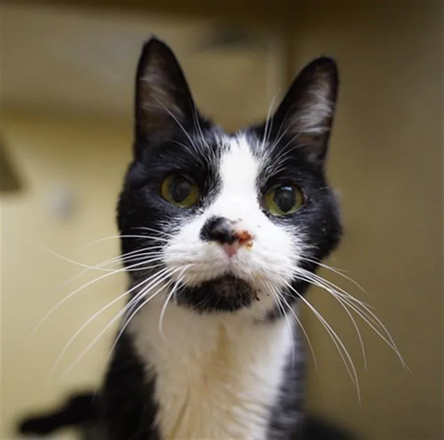 An adult medium-sized male Domestic Short Hair cat named Elmo for adoption in Sacramento, CA